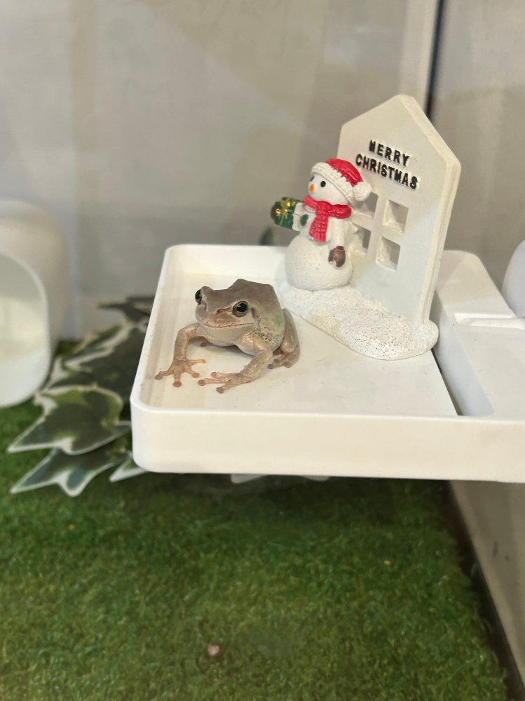 カエルについて質問です。 たまにうちのカエルが、背中を膨らませて手を伸ばしてなにかに耐えているような時があります。口を少しだけ開けて今にも何かを吐き出しそうな感じです。見ていると、大きく口を開けてあくびのようなことをします。 よく、カエルは異物を飲み込むと胃袋ごと吐き出して自分で洗うと聞きます。でも、異物を飲み込んだ風には見えません。結局いつも、この症状が出ても胃袋は吐き出しません。 これは一体何なんでしょうか？
