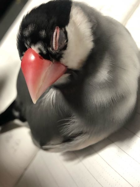文鳥さんポーチ 桜文鳥ノーマル GL 文鳥さんポーチ 桜文鳥ノーマル GL