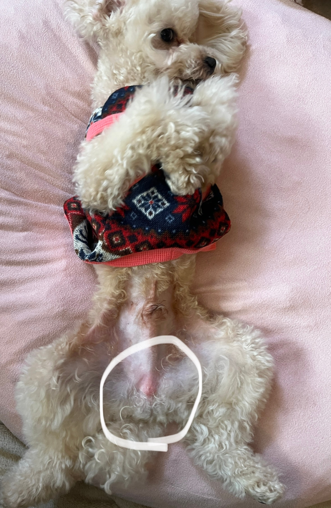 犬のお腹下部が少し赤いのですが、皮膚炎か何かでしょうか？？
