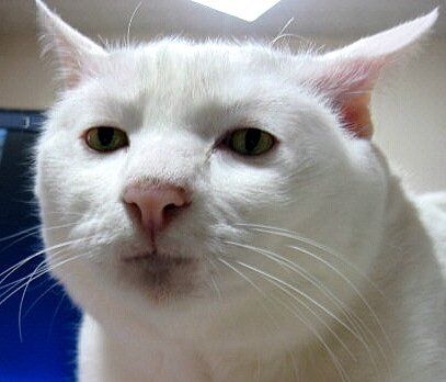 猫ちゃんはカリントウ（黒糖の）食いますか？. - 猫の味覚は，糖 