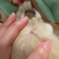 飼っているチワワの頭(おでこのあたり)に
ニキビのような出来物ができていたのですが
病院に行かなくても大丈夫なものでしょうか？
触っても痛がりはしません。
分かる方よろしくお願いします( >_< ) 