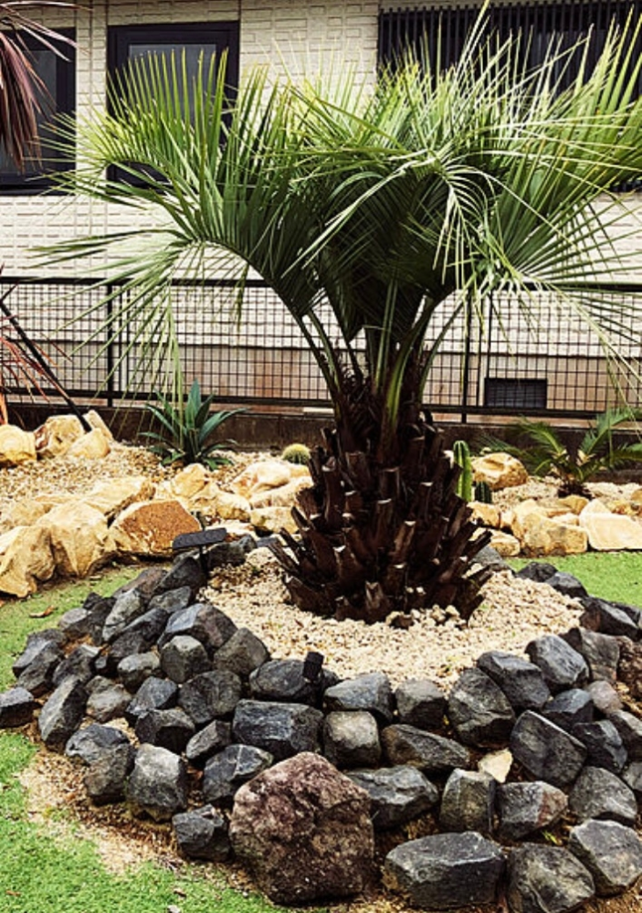 ココスヤシを地植えしたいのですが写真のように地面からかさ上げして高