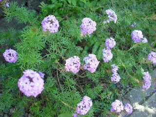夏に道端でよく見かけるこの雑草っぽい花は何という名前ですか 鮮や Yahoo 知恵袋