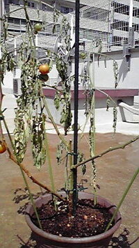 ミニトマトの茎が茶色に変色 数日前にエアコンの室外機の前に移した Yahoo 知恵袋