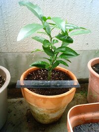 植木鉢の中にアリが巣をつくると植物にどんな影響がありますか ゼラニューム Yahoo 知恵袋