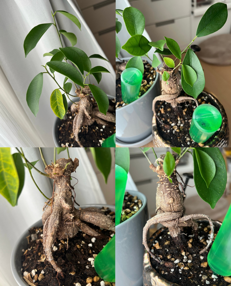 ガジュマルについてです。 - もともと寄せ植え？2本をくっつけ1