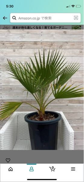 このサイズのワシントンヤシを地植えしようと思うのですが幹丈が2 