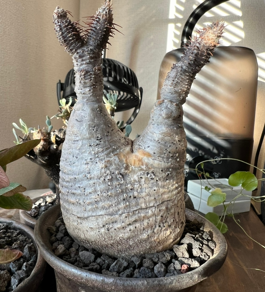 パキポディウムグラキリスの現地球を初めてオンラインで購入しました