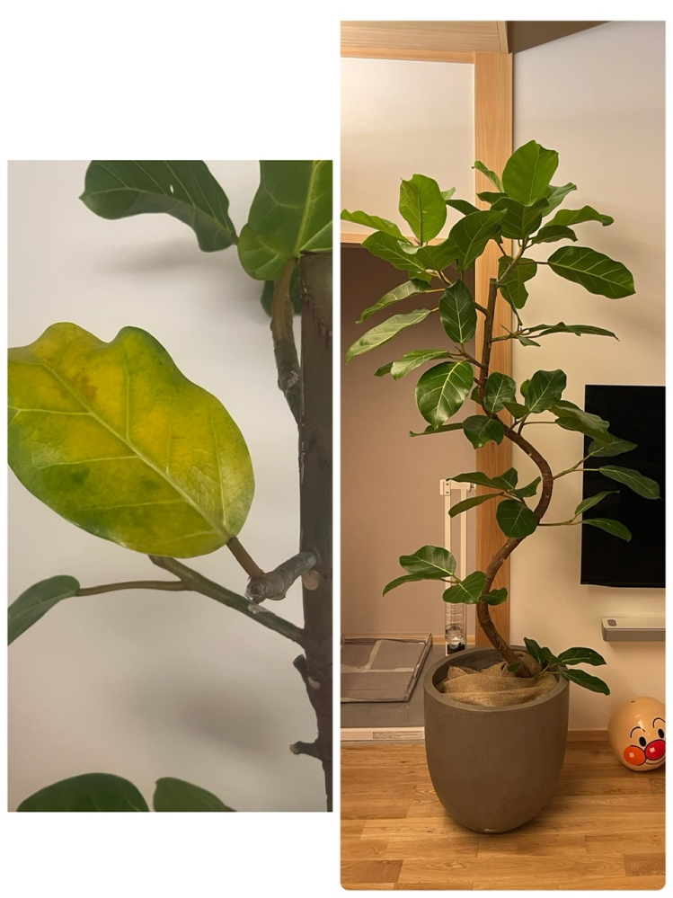 観葉植物初心者です。 - 春に購入したアフリカンプリンスの葉落ち