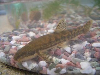ドジョウでしょうか 先日 福島県の田んぼ湧きの流れのある用水路で捕りました Yahoo 知恵袋