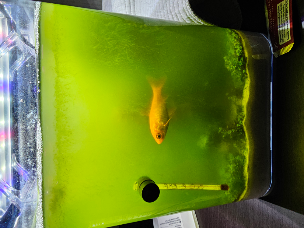 【画像】うちの金魚の水槽は、グリーンウォーターですか？ 私には、白濁りしているところにコケの色が反射して、緑色に映っているようにも見えます。 水槽を立ち上げて一ヶ月です。 水足しはしていますが、水換えはまだ一度もしていません。 今日テトラテストを買ってきますが、金魚は大丈夫なのでしょうか。 やはり水換えをすべきですか？