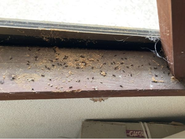 久しぶりに小屋にはいったところ、室内の窓の桟のところに何かの糞がありました。これはネズミかコウモリの糞でしょうか？