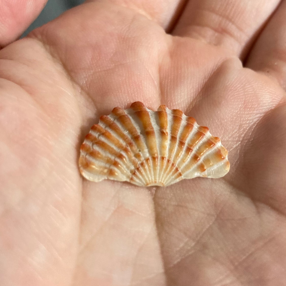 この扇みたいな貝殻はなんという貝ですか？ 画像検索してもホタテみたいな貝しかでてきません。 ホタテみいに丸っこくなく、欠けた形跡もなく、完全に扇型です。 鳥取の砂浜で拾いました。