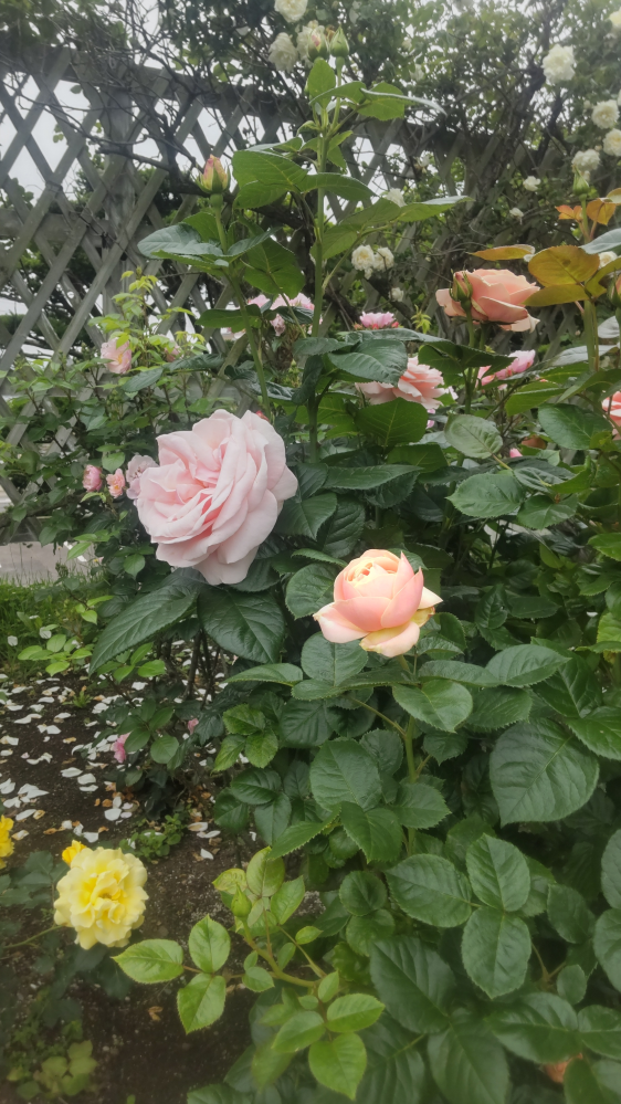バラの品種について質問です。 函館の旧イギリス領事館の裏庭に咲いていたバラの品種がわかる方いたら教えていただけます? 昨年一目惚れして領事館の方に聞いたのですがご存じありませんでした。その後も...