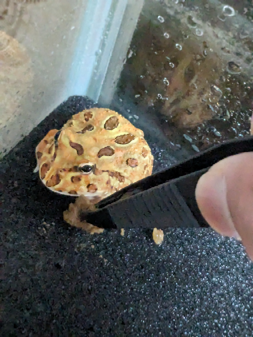 大阪の爬虫類イベントでベルツノガエルを購入しました。まだ小さい幼体です。そして、ついさっき水槽に導入するしたのですが、顔に近づけても全く餌を食べる気配がしません。この場合、放っておくしかないですか？