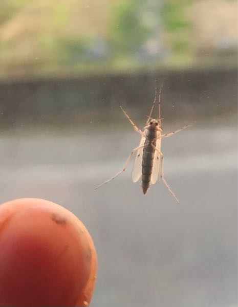2月なのに、蚊が飛んでます。 しかもいつもより大きさが2〜3倍です。 この蚊は害がないのでしょうか？ デカすぎて不安です。