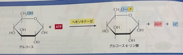 至急お願いします グルコース＋ATP→グルコース６リン酸＋ADP＋H^＋ とありますが、 リン酸化なので生じるのはH^＋でなくH2O出ないのですか？