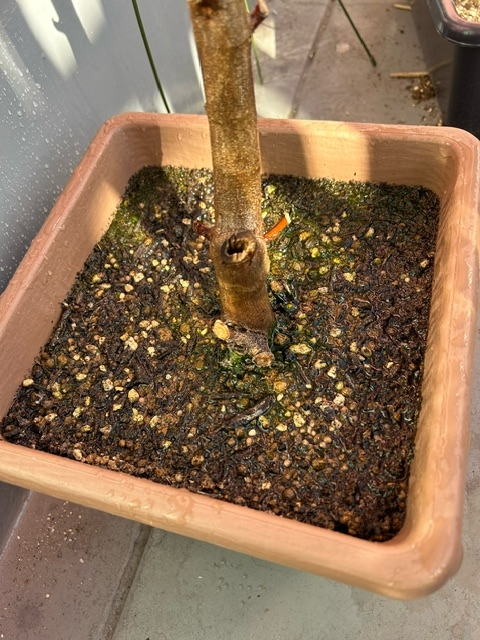 いちじくの木をプランターで育てています。 迎えたのは４ヶ月ほど前なのですが、 最近、土にコケ？藻？のようなものが生えてきたのですが、これはなんでしょうか、、、？ また、取った方が良いのでしょうか、、、？ 同時期に金柑の木も買って同じ土で育てているのですが、金柑はコケはなく綺麗な状態です！