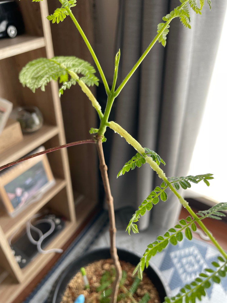ジャカランダの茎について - ジャカランダを自宅で育てています