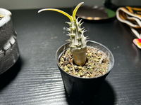 塊根植物初心者です。最近パキポディウムグラキリスを購入しました。この実生の... - Yahoo!知恵袋