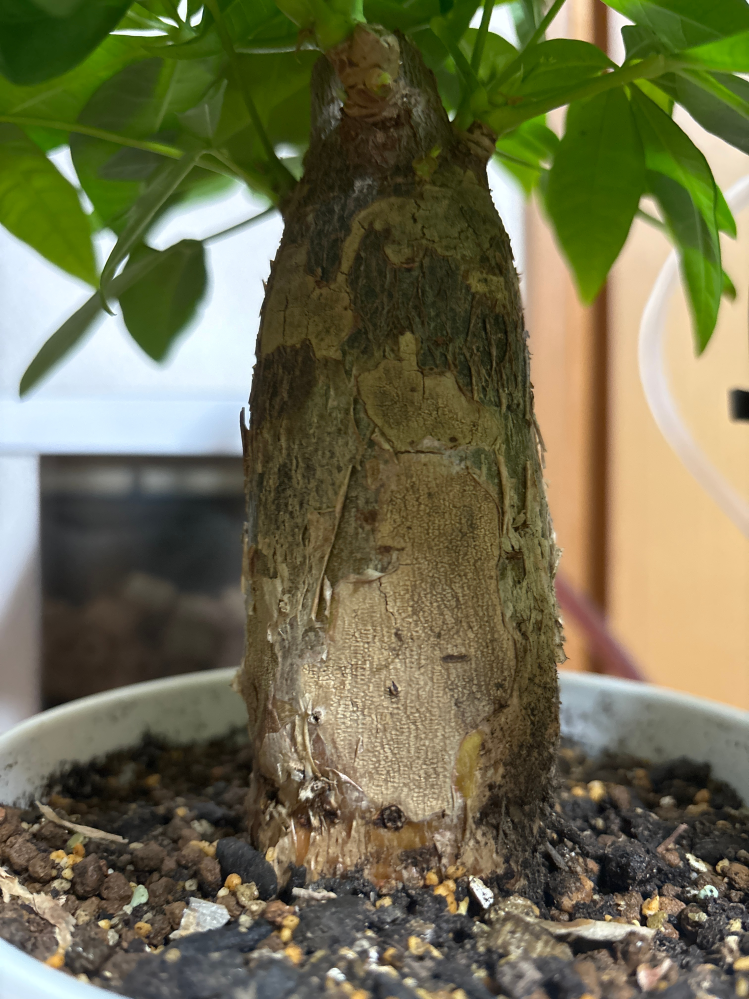 折れたパキラの葉っぱ - 植物/観葉植物