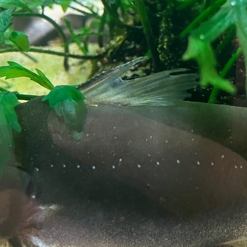 バトラクスキャット、水槽の水質に関する質問です。我が家のバトラク 