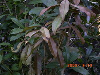 キンモクセイの葉が枯れてきました 自宅の庭のキンモクセイなのですが 急に葉 Yahoo 知恵袋