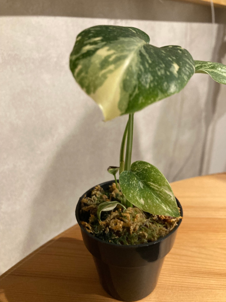 モンステラをいただきました。モンステラレガシー？という珍しいもの