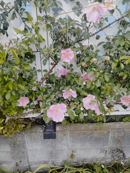 神奈川県、本日の画像です。 この花の名前を教えてください。