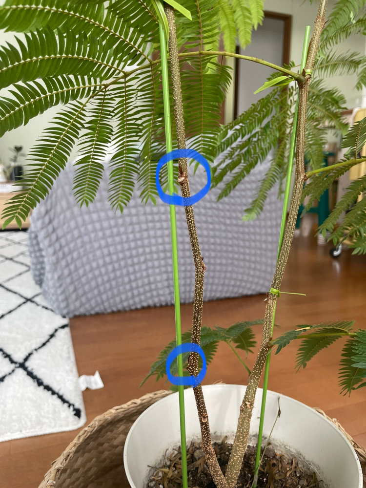 観葉植物 エバーフレッシュ 10号 ボサ造り プラスチック鉢