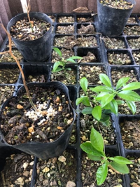八朔を昨秋に食べ、種から発芽をさせ育苗しました。昨秋に成長の良か 