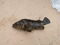 タケノコメバル　フィギュア　魚寸30cm タケノコメバル フィギュア 魚寸30cm