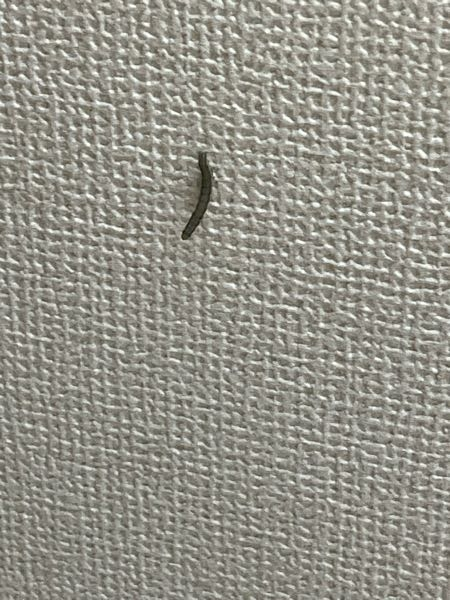 この虫なんですか？天井と壁にくっついてました 昨日から突如現れたのですが、、もう2匹目です、、