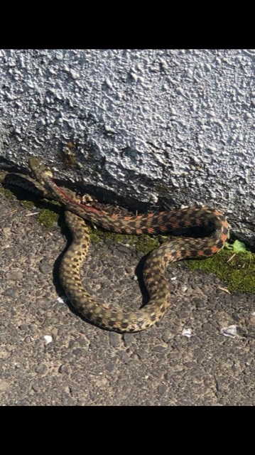 このヘビはなんでしょうか？