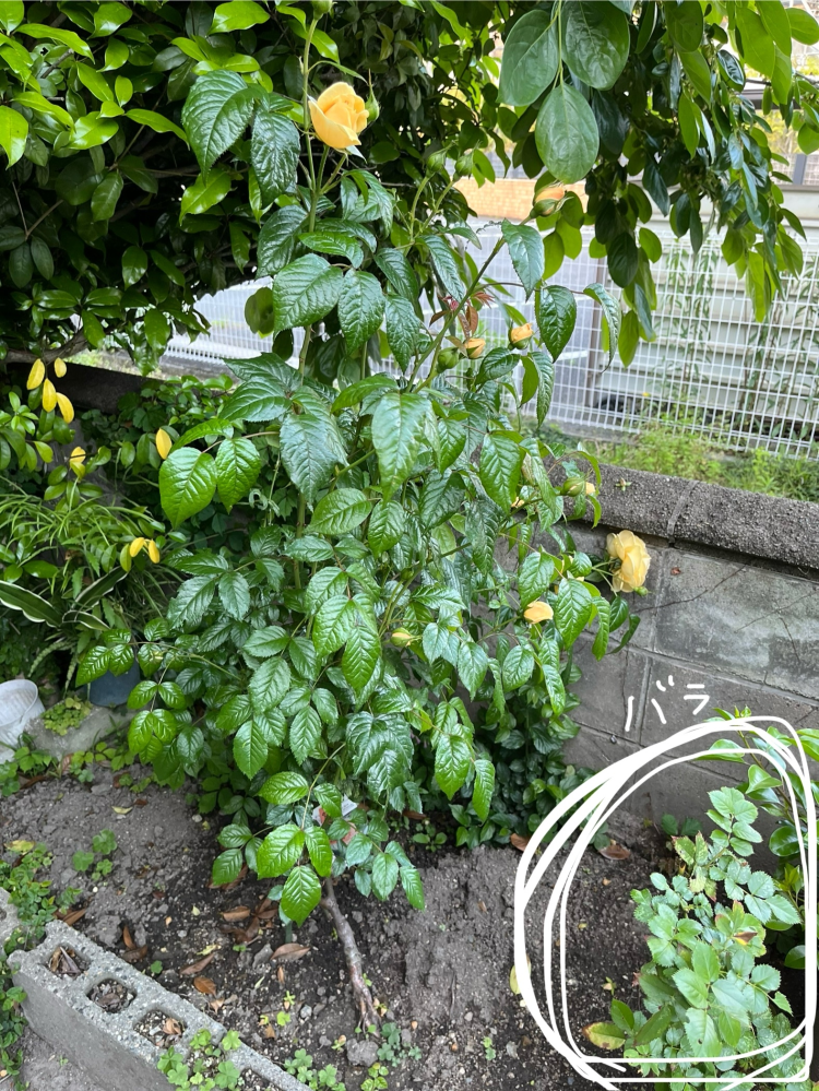 薔薇について二つの薔薇を同時期に、横並びに植えました。一つ