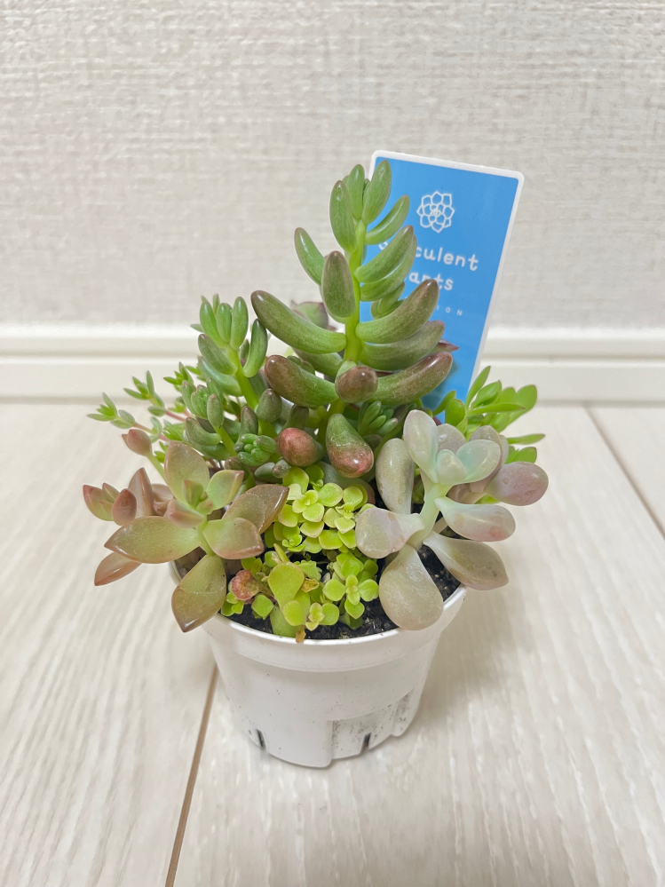 多肉植物の寄せ植えを購入しました。長年寄せ植えを作ってみたいと思い