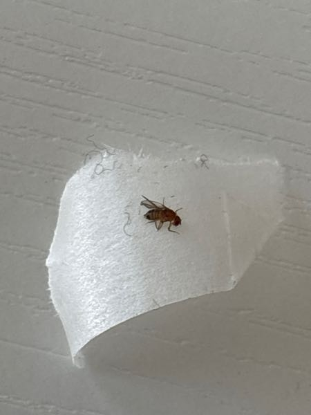 閲覧注意 最近家の中に小さい虫がよく飛んでいるのですが、この虫はなんですか？？何が原因とか対策を教えていただけるとありがたいです。