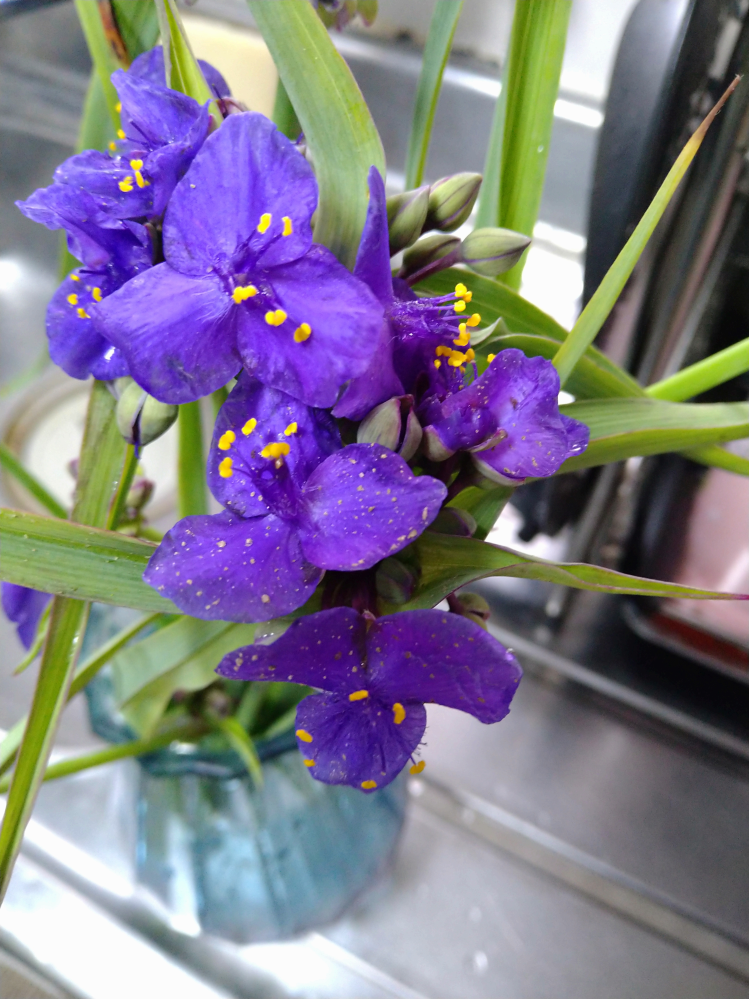 急ぎの質問です！ 画像の花は何かご存じの方はいらっしゃいますか？ 近所の方から庭に咲いてたからと頂いたのですが名前がわからず。。 茎からぬめりが出ており、小さい子や動物がいるため触っても大丈夫なのかなと心配になってしまいました。 紫の花です。 宜しくお願い致します