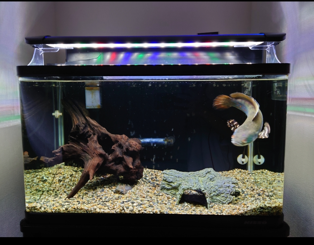 チャンナプルクラ（大きくならないヤツ） アクアリウムの水草について質問です。我が家にはチャンナプルクラを