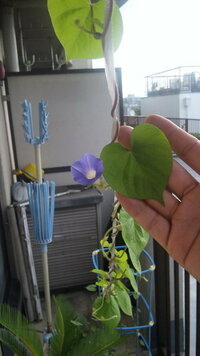 これってアサガオ 葉っぱの形が違う気がします 去年ヘチマを育てていた植木 Yahoo 知恵袋