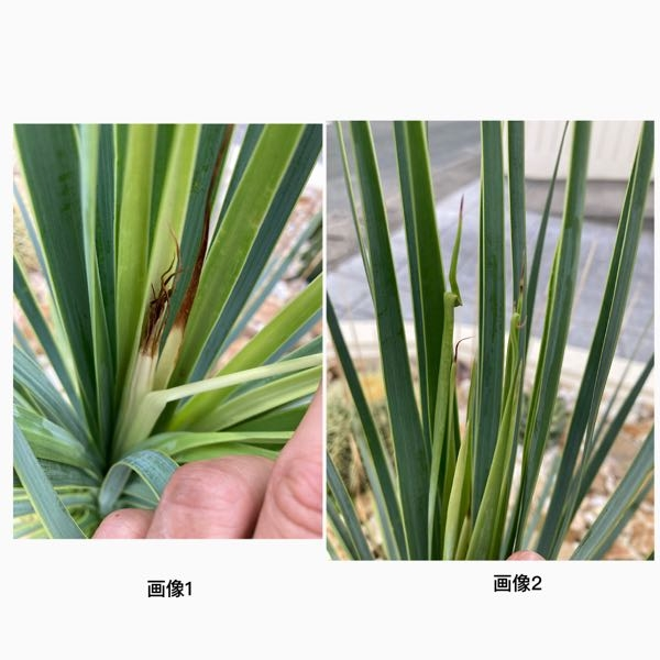 会社に地植えしてあるユッカロストラータの新芽が黒く枯れてき