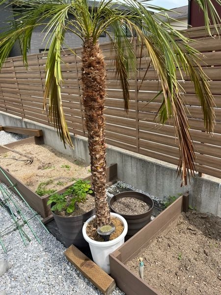 フェニックスロベレニーの植替えをしたいのですが、鉢から根がかなり