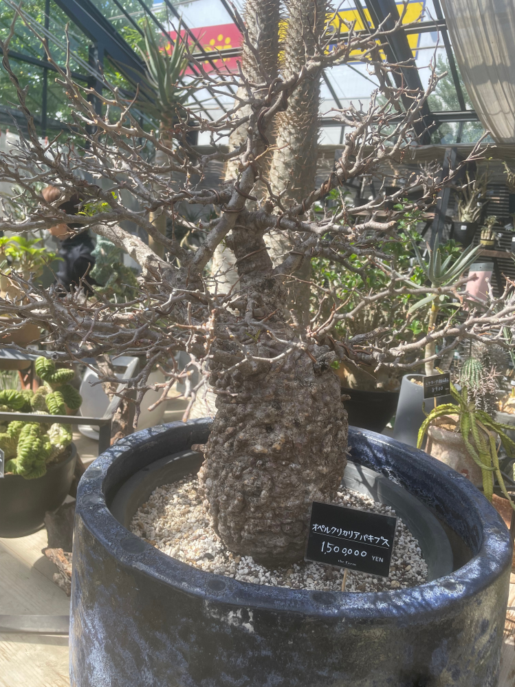 少し前から塊根植物がかなり人気ですが、これらの現地球はどこで現物を