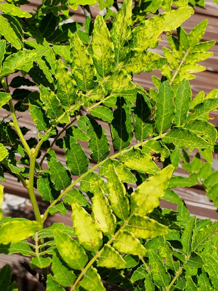 山椒の葉の模様について。山椒の木で、葉っぱが写真のように斑になっ