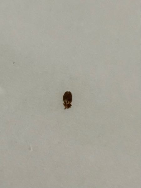この虫はなんの虫かわかりますか？