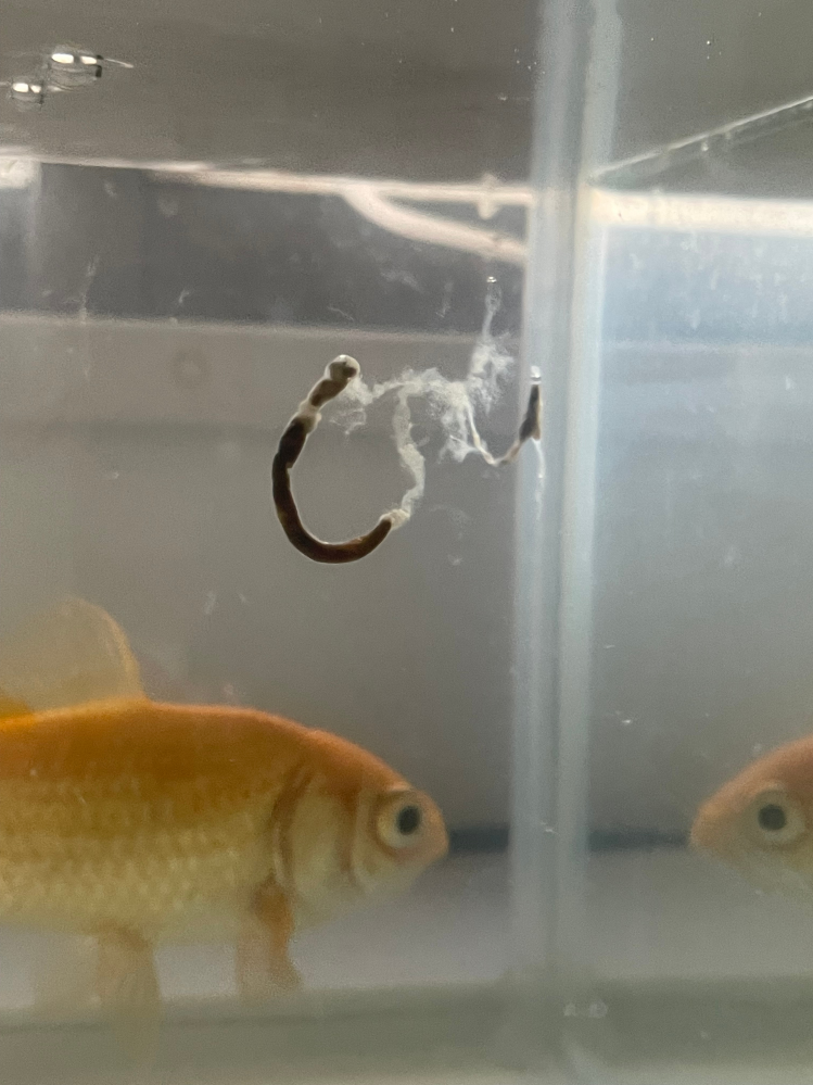 金魚のフンについて。10年飼育している金魚が消化不良で写真のよう