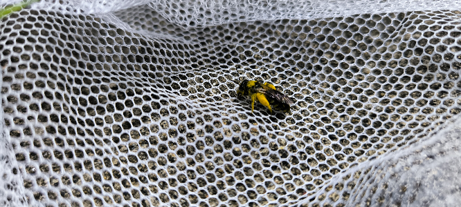 この小さいハチ？の種類は何でしょうか？
