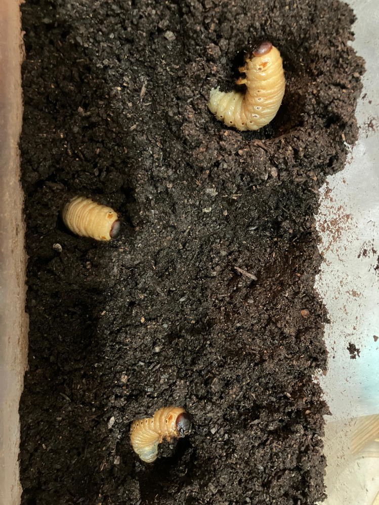 カブトムシの幼虫について質問です。 今日カブトムシのケースを見ると少し茶色がかった幼虫が3体土の上に出てしまっていました。1体は土の中にいます。 ５月に土交換が出来なかったからかなと思い、今日上の方のフンをすくって新しい土を足しました。 もう蛹室を作る頃なのかな？と思い、一応手で穴を開けて幼虫を入れました。 手で触ると体を前後にクネクネさせますが基本あまり動かずです。このままで大丈夫ですか？まだ自力で蛹室作れますか？ よろしくお願い致します。