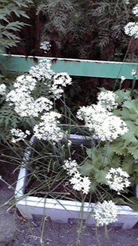 この花の名前を教えてください 白い ネギ坊主 みたいな花が集まった花で 高 Yahoo 知恵袋