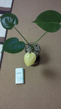 モンステラの葉が一枚だけ黄色になってしまいました なぜかわかりますか あと Yahoo 知恵袋